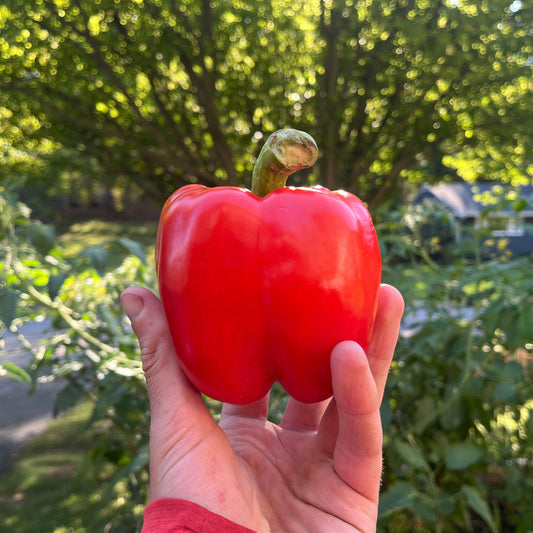 Red bell pepper