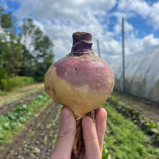 Rutabaga (3/4-lb)