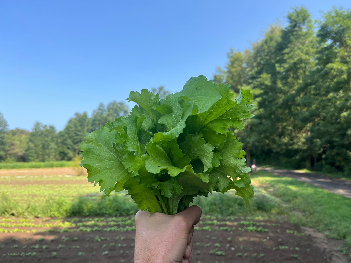 Green mustard (1 bunch)