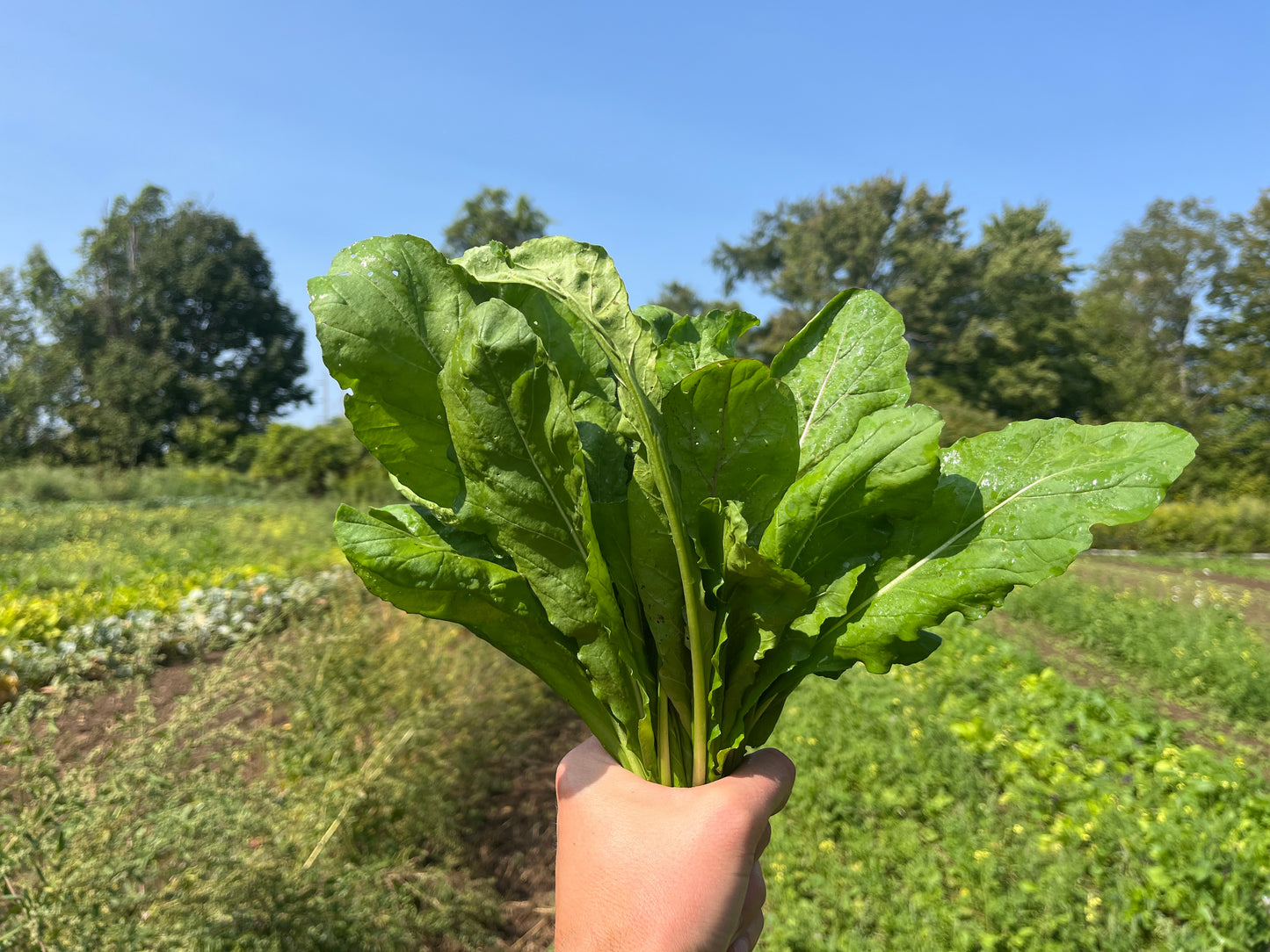 Straight-leaf arugula (1 bunch)
