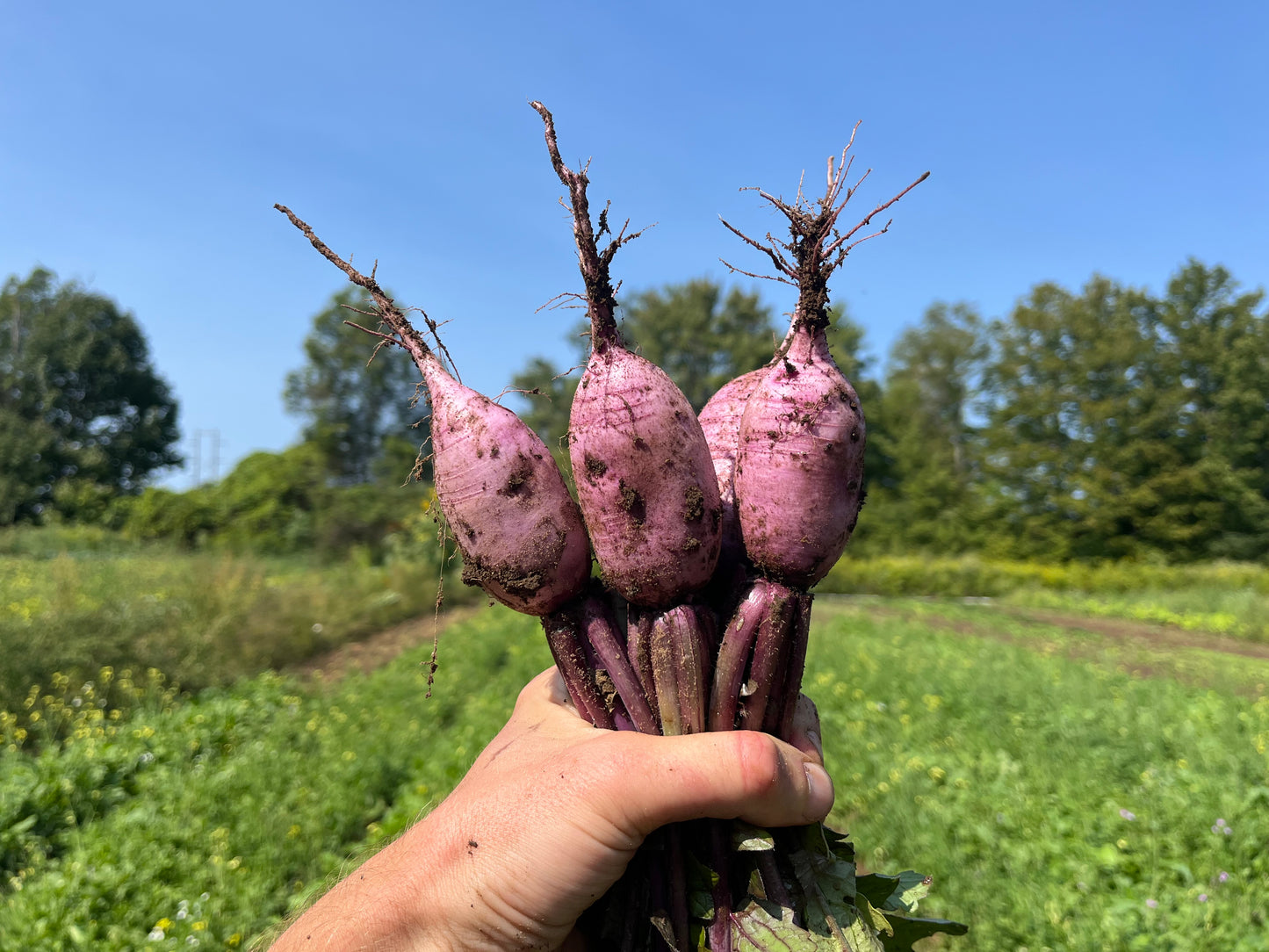 Purple daikon radish (1 bunch)