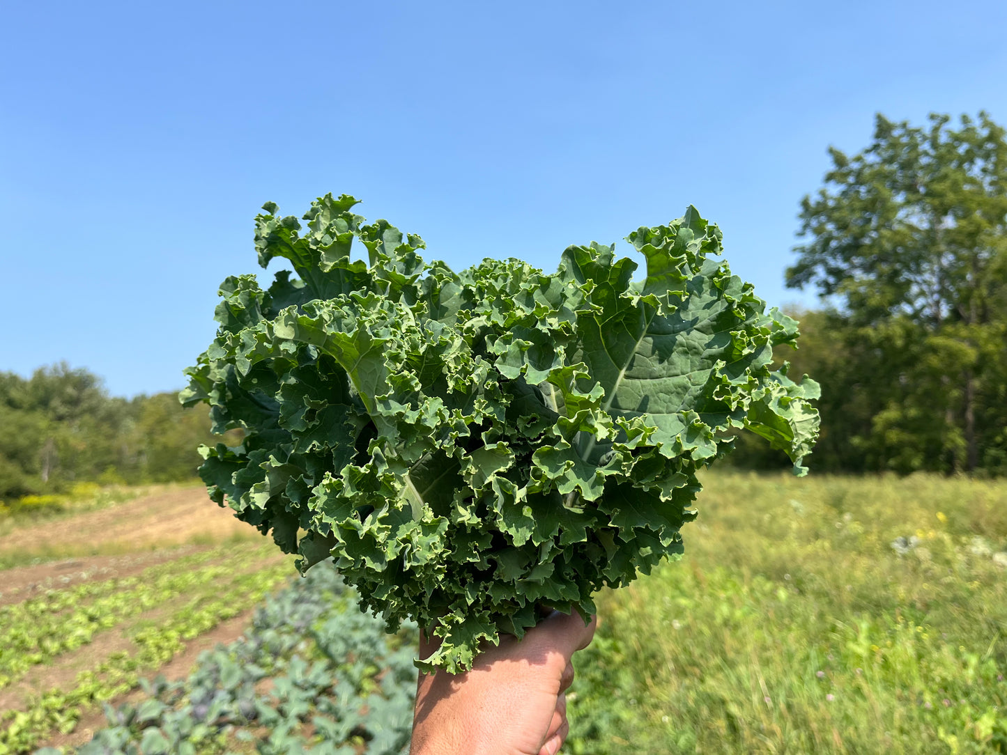Green curly kale