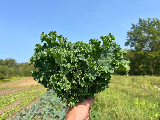 Green curly kale