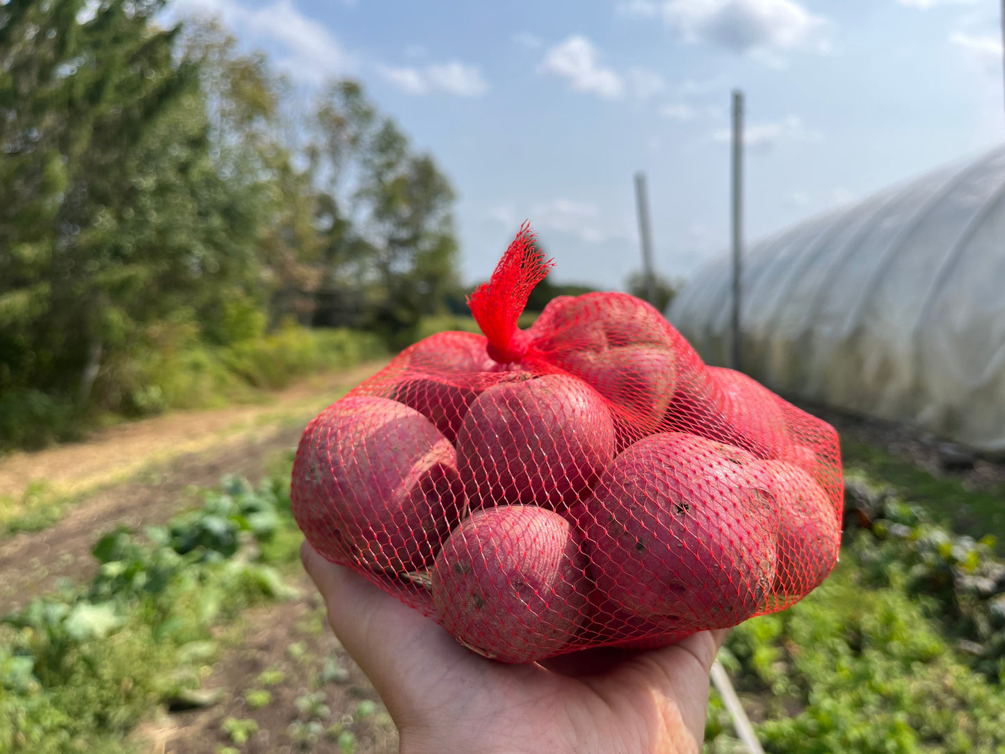 Red potato (2 lb or 5lb)