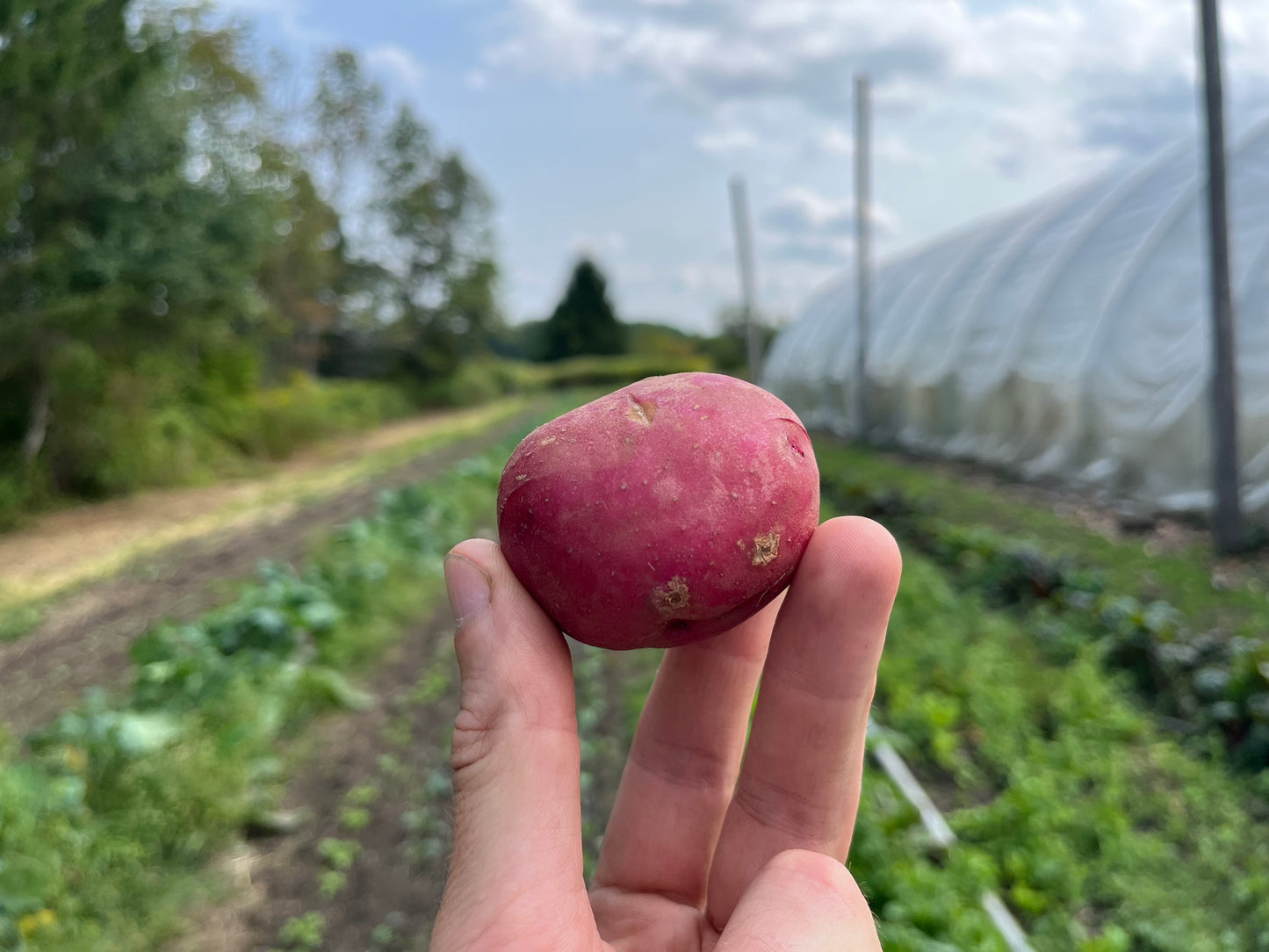Red potato (2 lb or 5lb)