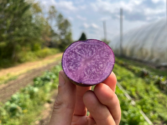 Adirondack blue potato (2 lb)