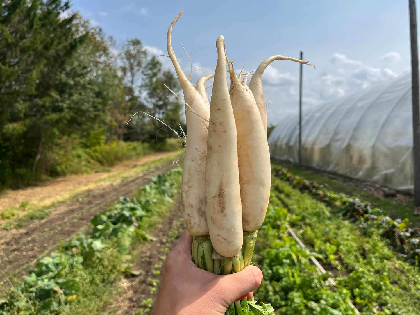 White daikon radish (1 bunch)