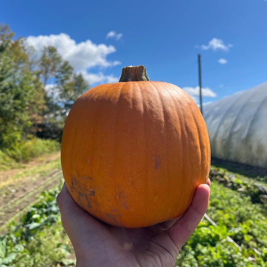 Sugar pie pumpkin