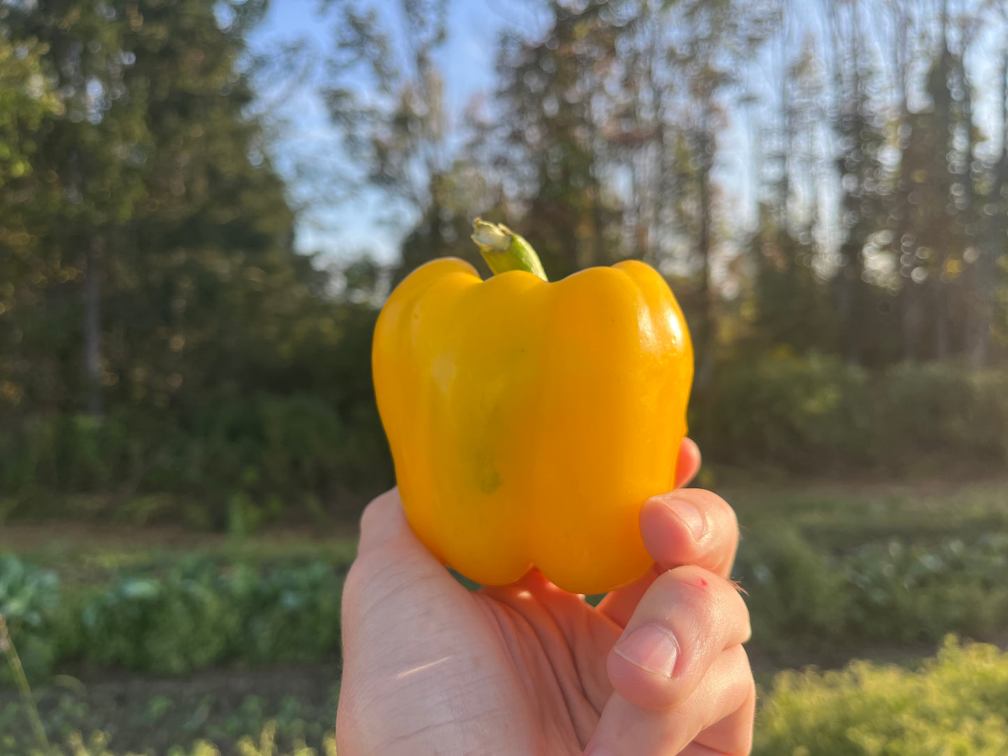 Yellow bell pepper