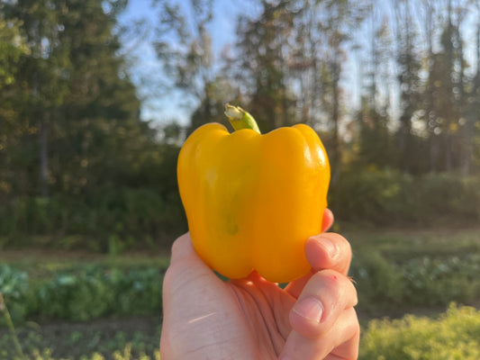 Yellow bell pepper