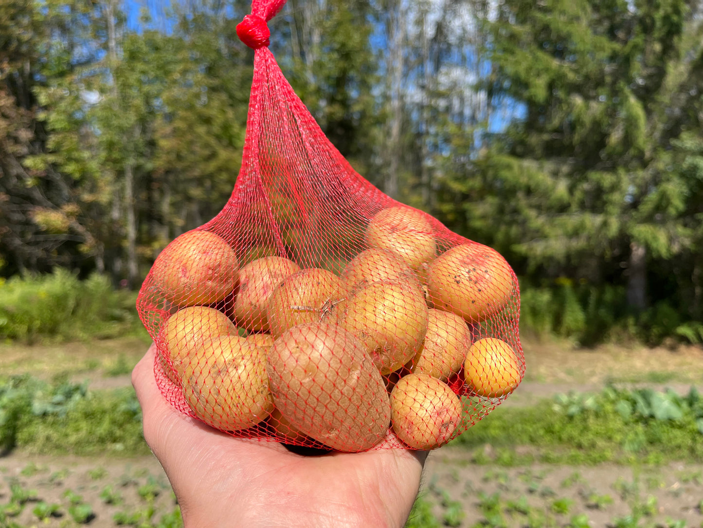 Yukon potatoes (2 lb)