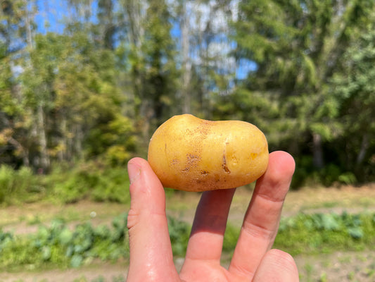 Yukon potatoes (2 lb)