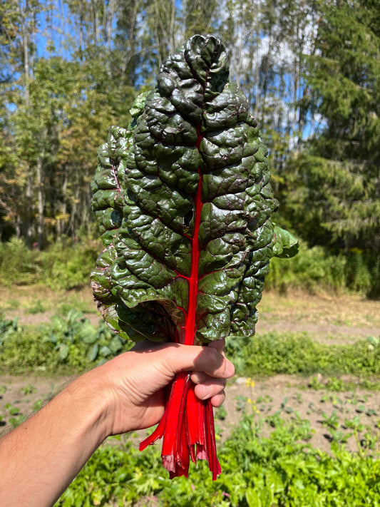 Ruby red chard (1 bunch)