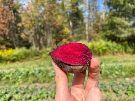Red beets (1 lb bag)