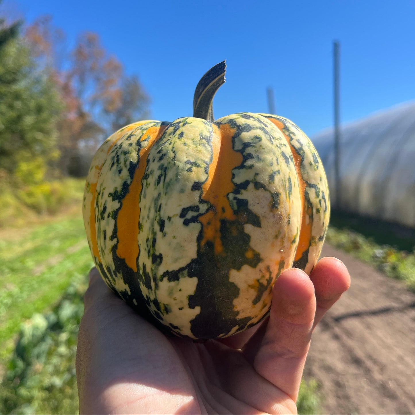 Carnival Squash
