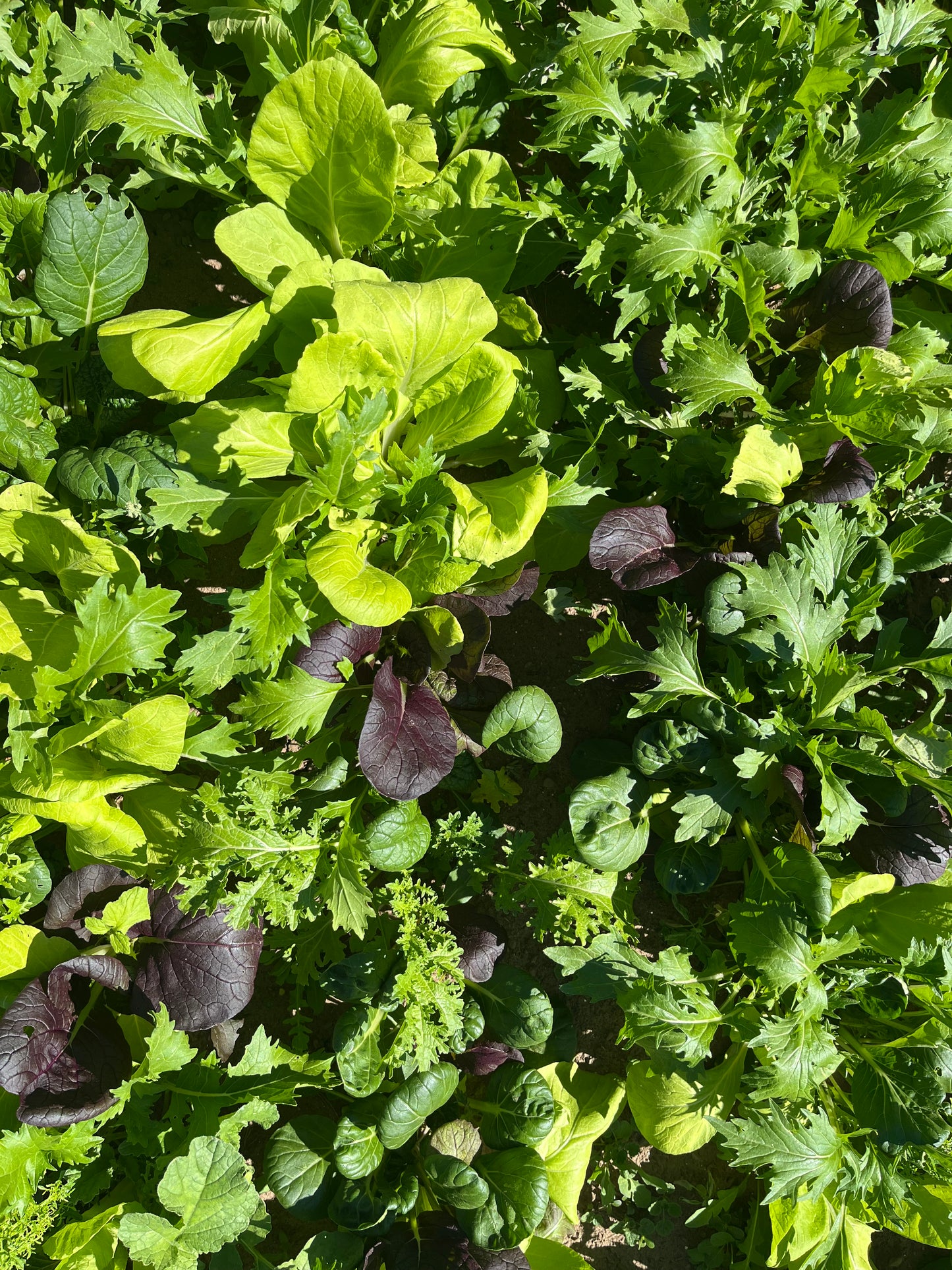 Spicy salad mix (.4# bag)