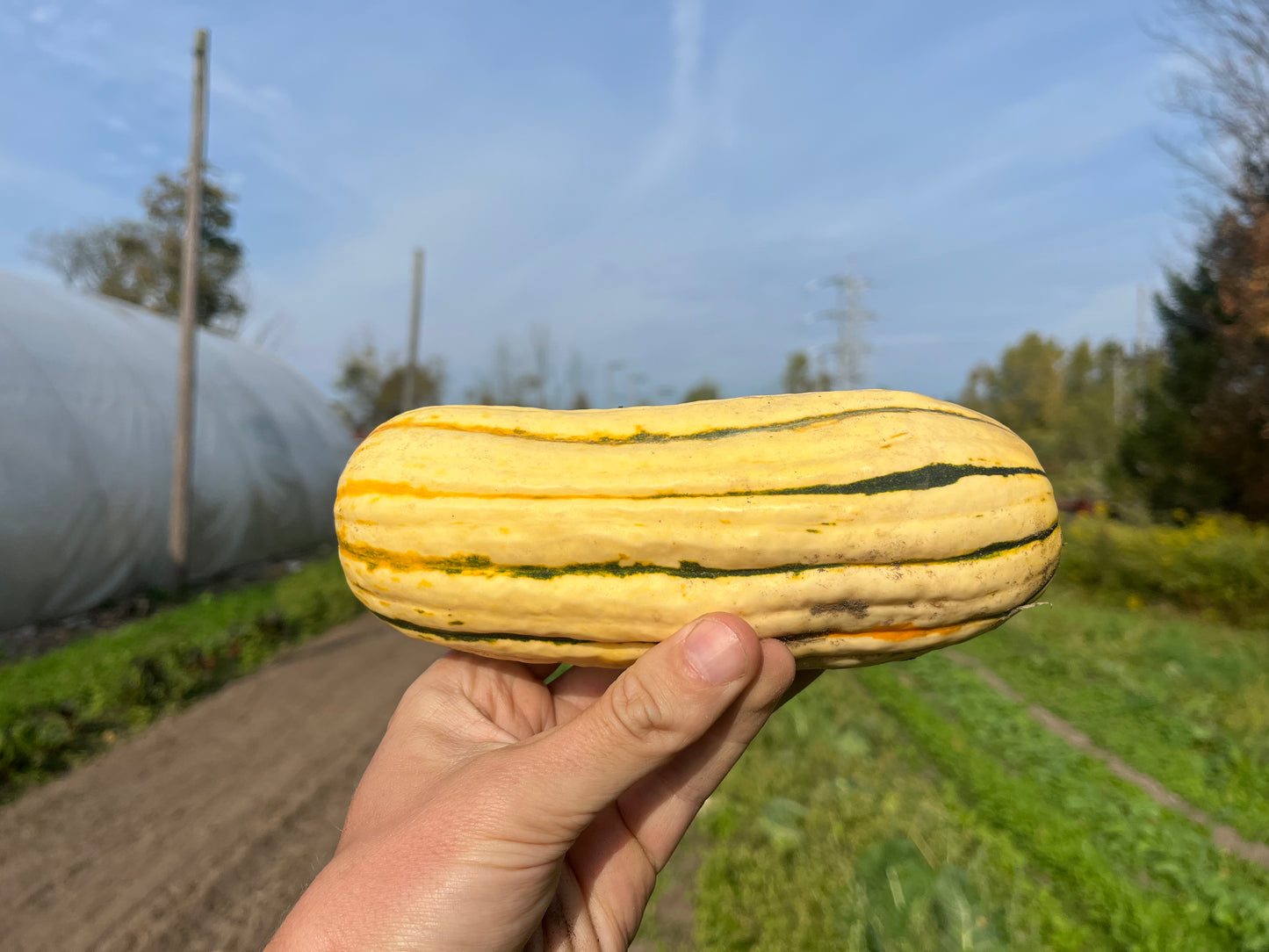 Delicata squash