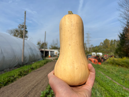 Butternut squash