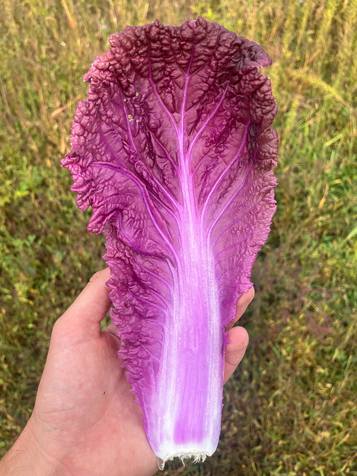 Merlot cabbage