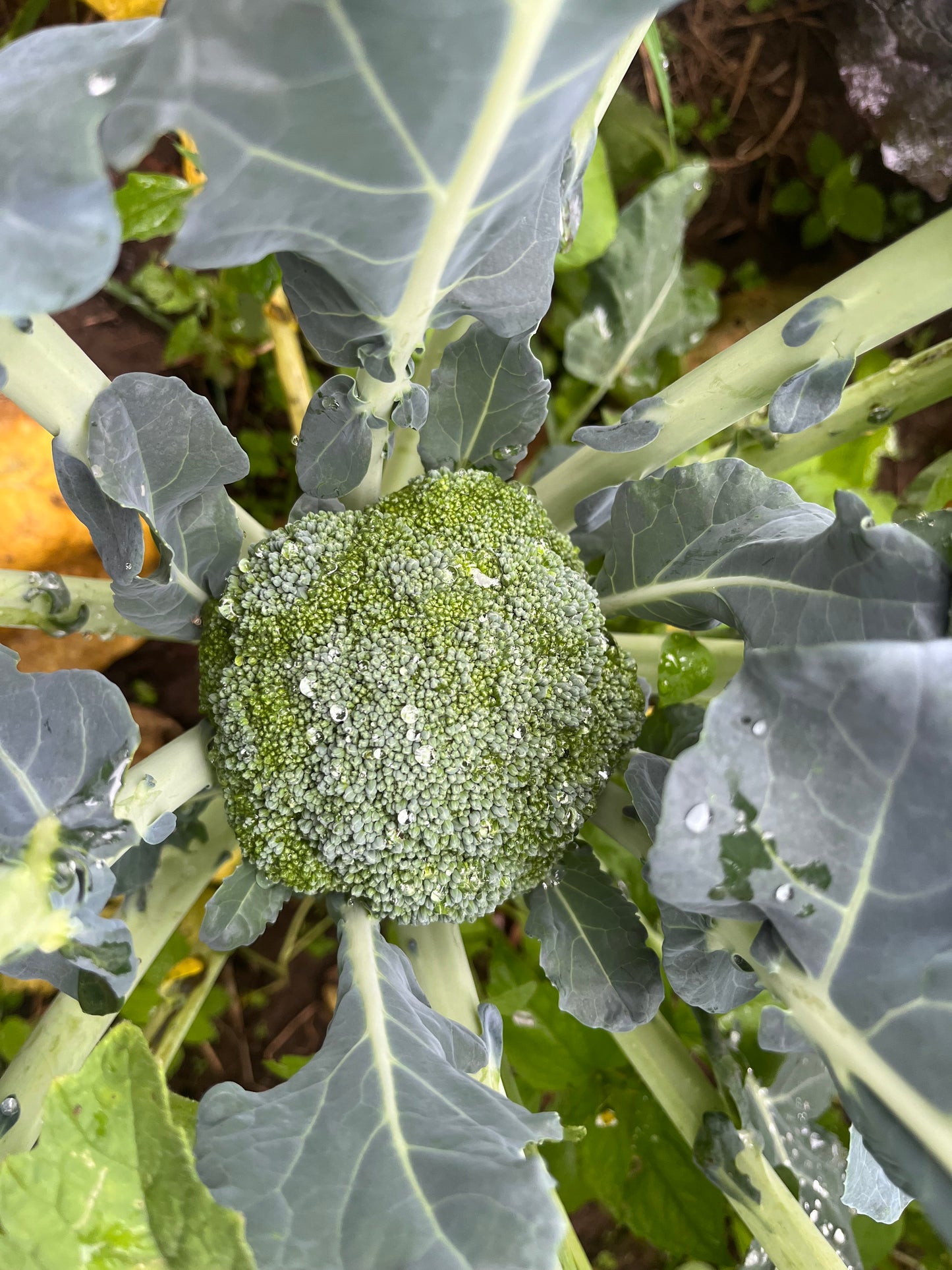 Broccoli (1 lb)