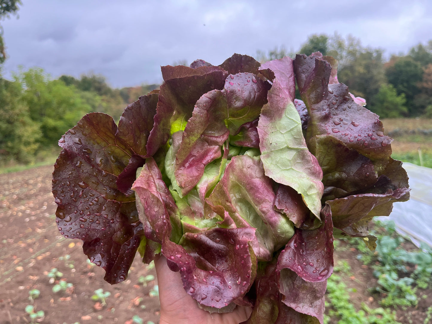 Red butter lettuce
