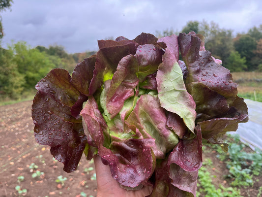 Red butter lettuce