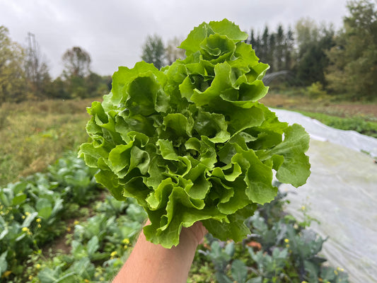 Escarole (1 head)