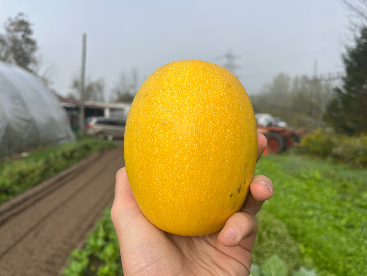 Spaghetti Squash
