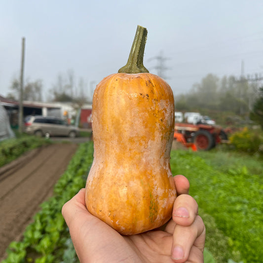 Honeynut squash