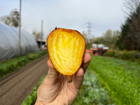 Gold beets (1 lb bag)