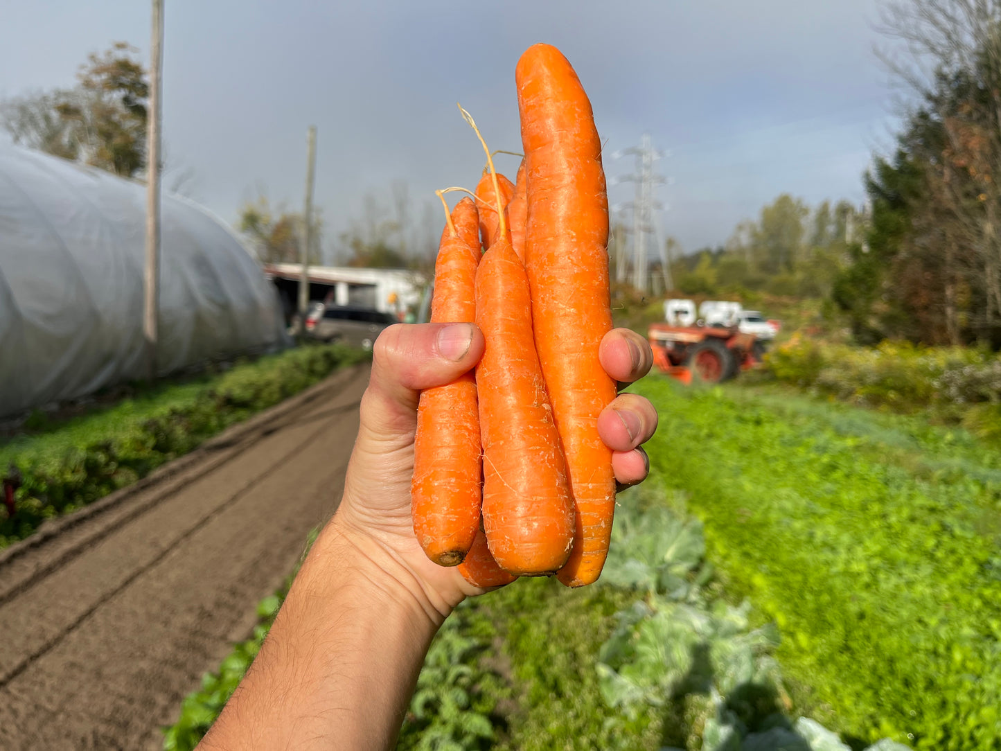 Orange carrots (1.5 lb bag)