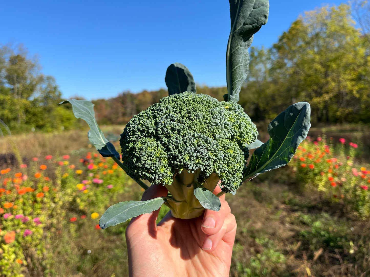 Broccoli (1 lb)