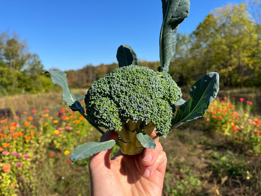 Broccoli (1 lb)