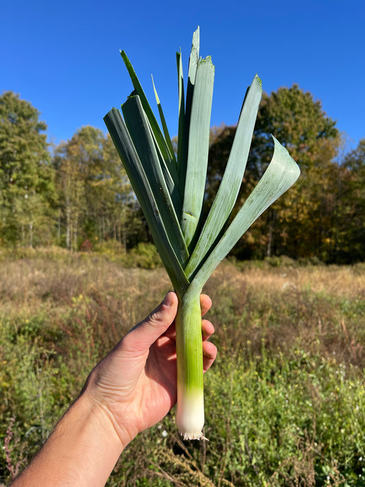 Leeks (1 bunch)
