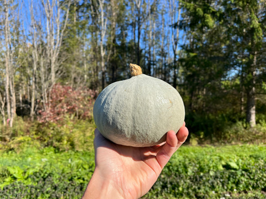 Hubbard squash