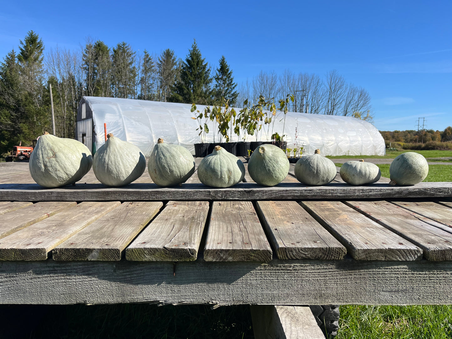 Hubbard squash
