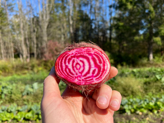 Chioggia beet (1 lb)