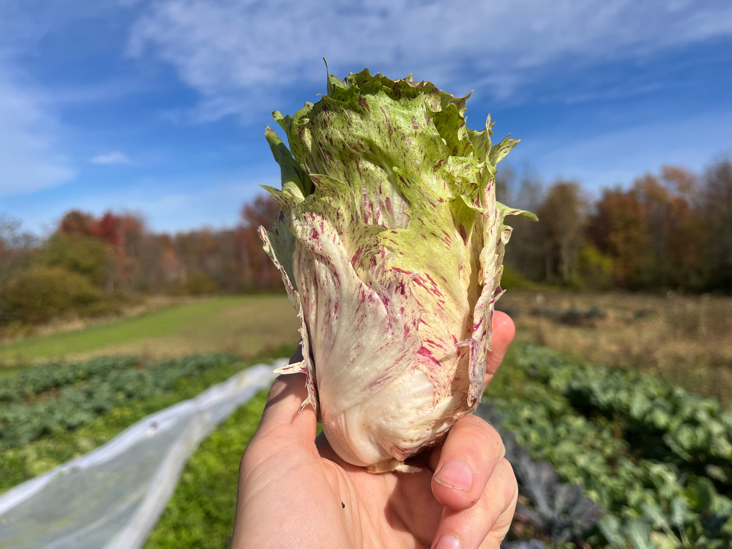 Mixed radicchio (3/4 lb)