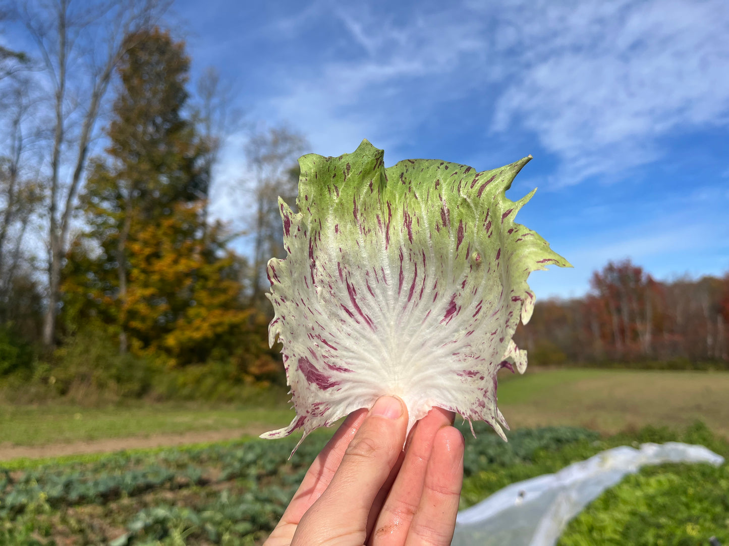Mixed radicchio (3/4 lb)