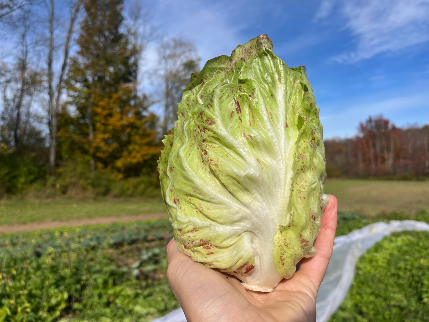 Mixed radicchio (3/4 lb)