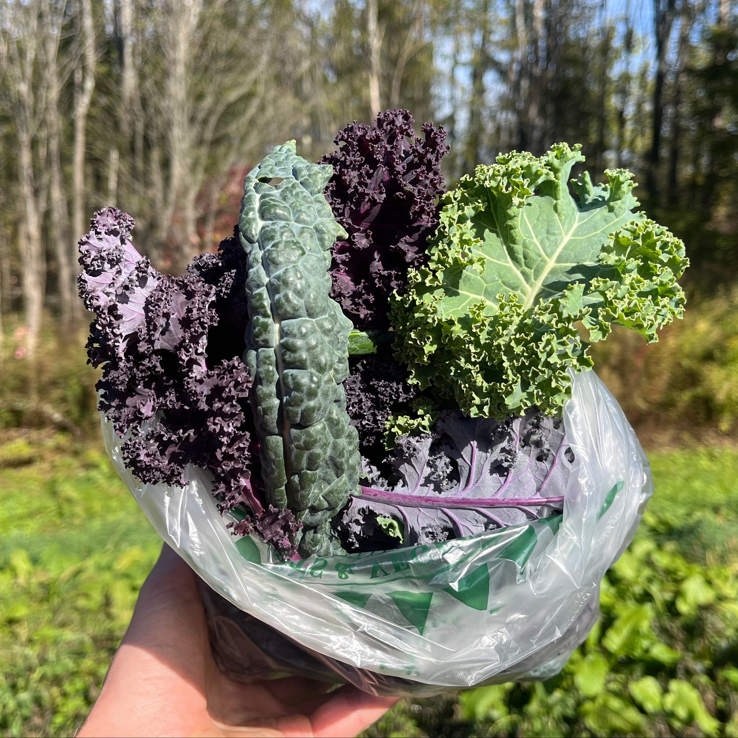Kale braising mix (1/2-lb)
