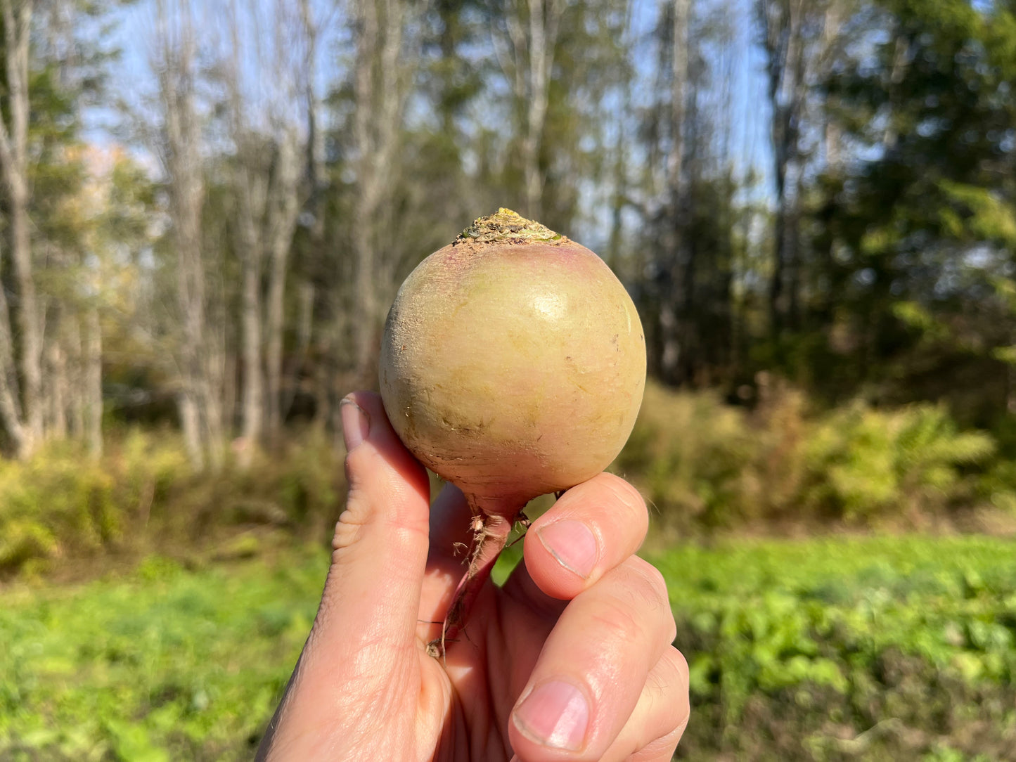 Watermelon radish (1 lb)