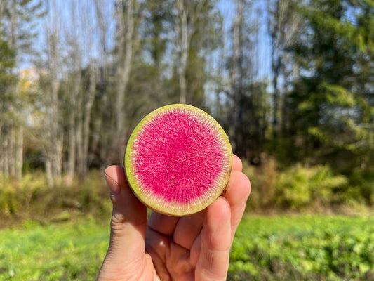 Watermelon radish (1 lb)