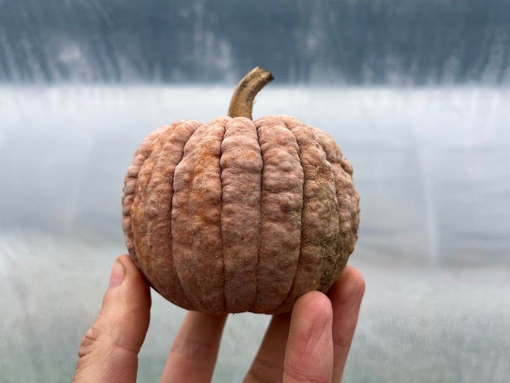 Black Futsu Squash