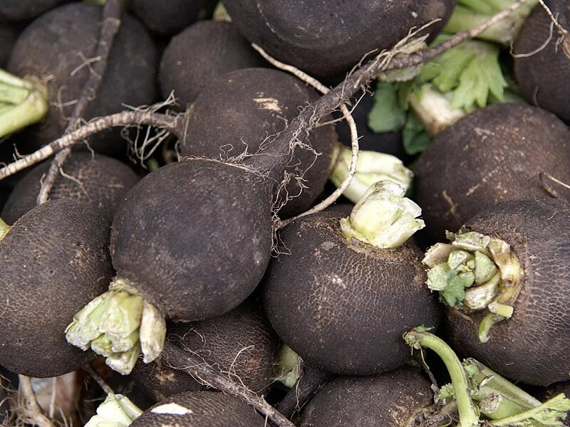 Black radish (1 bunch)