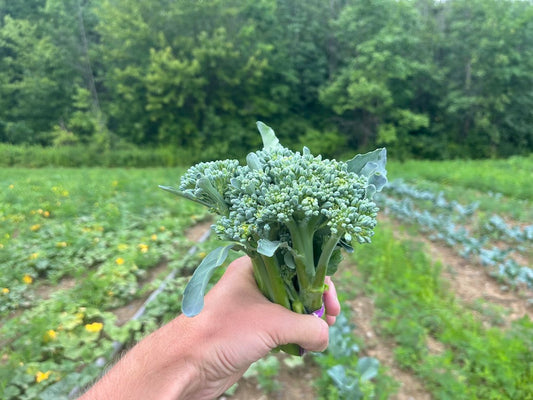 Sprouting broccoli (1 bunch)