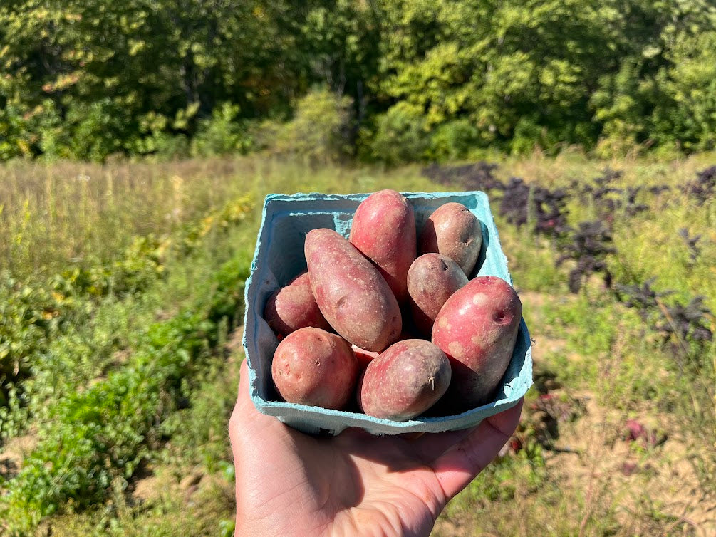 Red fingerling potato (1.5 lb bag)