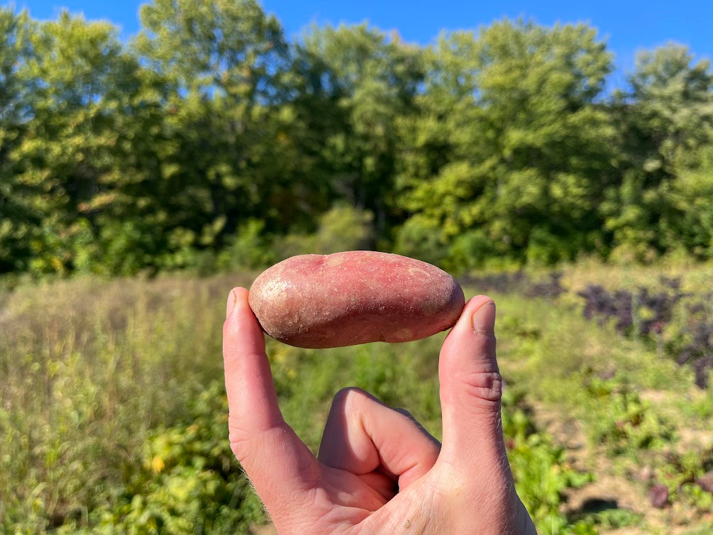 Red fingerling potato (1.5 lb bag)