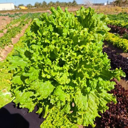 Green leaf lettuce (1 head)