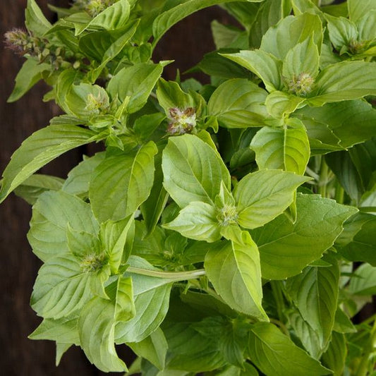 Lemon basil (1 bunch)
